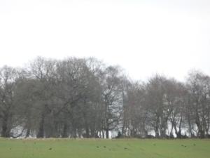 Fields of Arfderydd