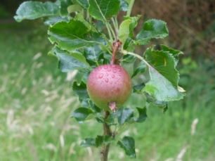 Greencroft Apple